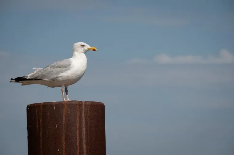 Comment éloigner les goélands ?, Dunkerque, CAPTAIN NUISIBLES