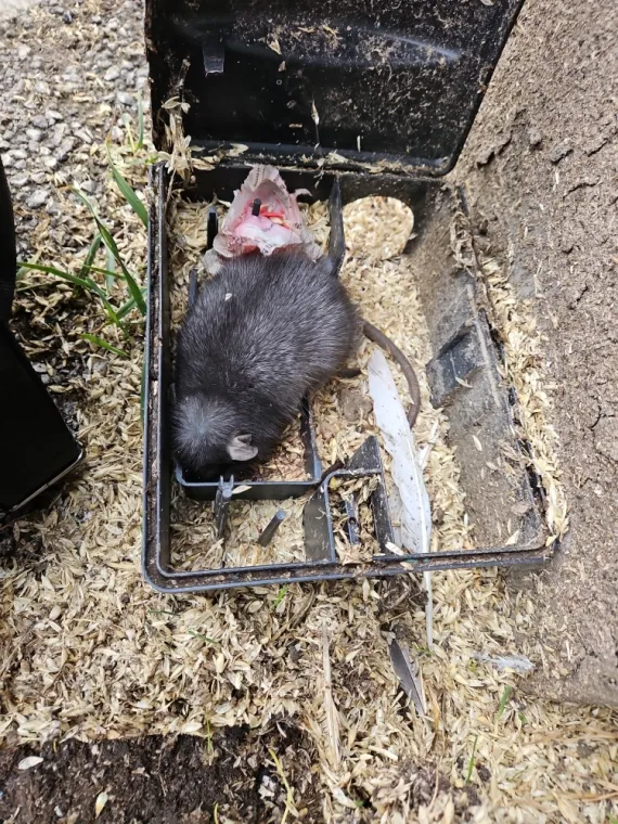 Dératisation de rats noirs dans un silo à DUNKERQUE, Dunkerque, CAPTAIN NUISIBLES