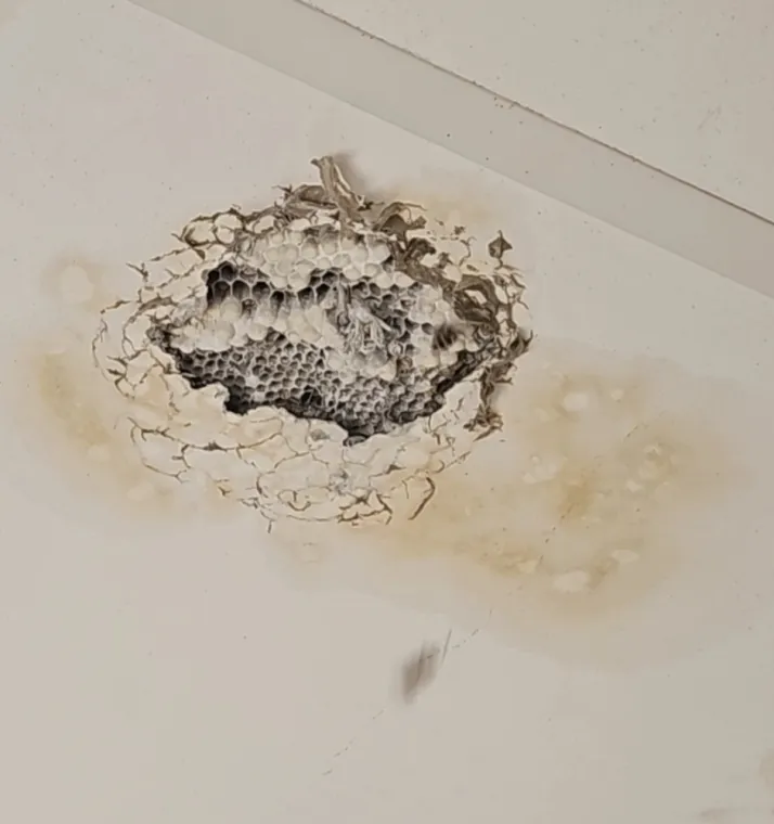 Nid de guêpes dans le plafond d'un bureau à DUNKERQUE, Dunkerque, CAPTAIN NUISIBLES