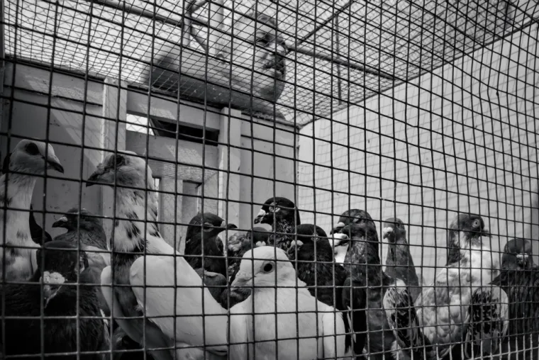 Campagne de CAPTURE DE PIGEONS, Dunkerque, CAPTAIN NUISIBLES